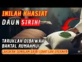 Lagu Jiwa Terpilih💫COBA KALO BERANI!! Ganasnya Khasiat Ghaib Daun Sirih di Bawah Bantal Rumahmu😱🚀