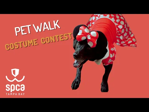 Download MP3 Pet Costume Contest | Pet Walk Event | Crazy Costumes for Pets