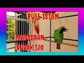 Download Lagu Cucak Ijo FULL ISIAN cocok Untuk MASTERAN