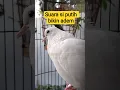 Download Lagu ini baru suara derkuku putih yang merdu #videoshort #birds