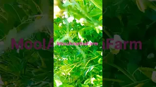 Short Moolavasthafarm Farming Agriculture Ytshorts Treadingshorts 