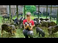 Download Lagu 288 Days Building Pig Farm – Buy 100+ Piglets from Countryside Market to Raise | Phuong Harvest Life