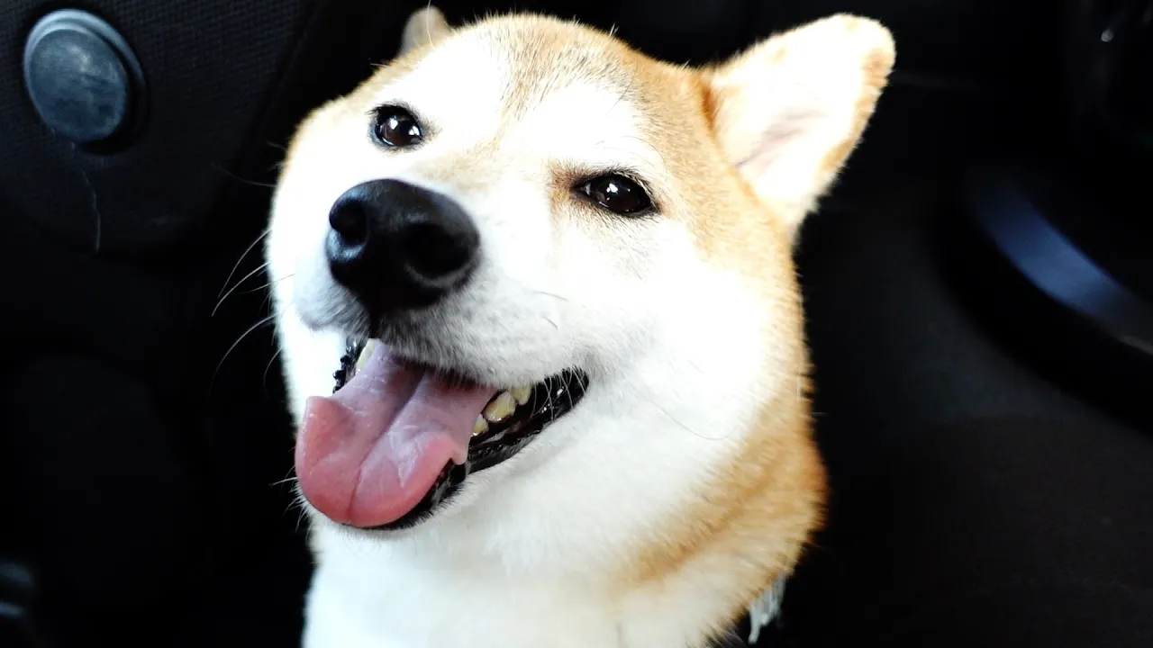 大嫌いな注射を終えた時と赤ちゃんの近くでくつろぐ時の柴犬の表情がたまらなく可愛い
