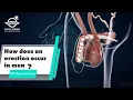 How does an erection occur in men