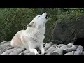 Download Lagu Twenty Five Wolves Howling
