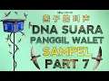 DNA SUARA PANGGIL INAP WALET TERBAIK | SAMPEL PART 7 - swiftlet sound @ekafamilyofficial