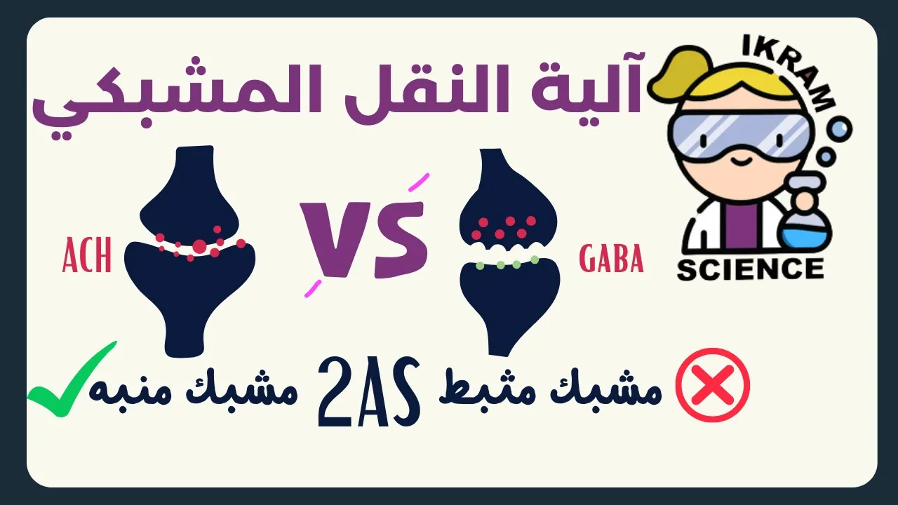 كيف تحدث آلية النقل المشبكي مع أفكار التمارين/ثانية ثانوي👀