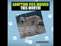 Adoptions Fees Waived This Month at Baltimore Animal Shelter