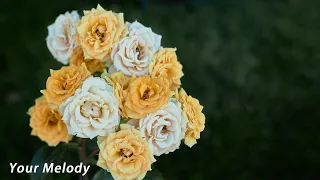 This Is An Insanely Beautiful Melody Touching The Most Intimate Corners Of The Soul The Most Beaut 