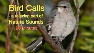 Suara Burung Panggilan Alam