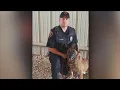 Lubbock Police K9 Riki retires