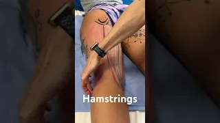 The 3 hamstring muscles - insertion and origin