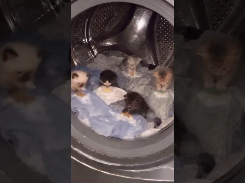 Котята стирают одежду