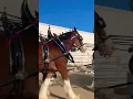 Download Lagu Budweiser ￼Clydesdales at the Pima County Dairy Goat show!! 🐎