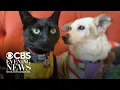 Dog rescue hires a cat to help boost adoptions