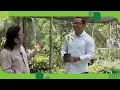 El muicle y su relacion con la anemia Remedios herbolarios desde El Jardin de Dios