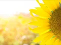 sun flower - Robert Oeka