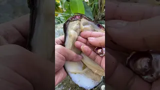 The Mutant Pearl A Crooked Clam Shell S Amazing Gift Pearl Clam Shell 