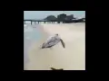 Flying turtle
