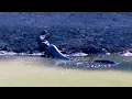 Download Lagu Dit werd gefilmd in de Afrikaanse savanne | ongelooflijk | Wild Afrika, wilde dieren van Afrika