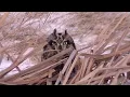 Coyotes Hunting Owls 1