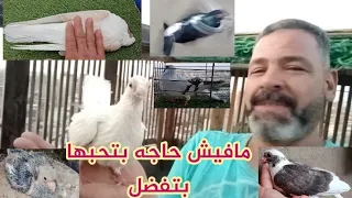 ناتج المراسله مع العاده والبوازه من اول قرص والسكاروته ماتت والمراسله سرق ريش 