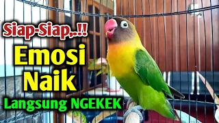 Download DI PANCING SUARA BURUNG LOVEBIRD NGETIK NGEKEK PANJANG INI, SIAP SIAP EMOSI NAIK LANGSUNG NYAMBAR MP3