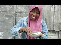 Download Lagu Pulang matun makan nasi jagung  dan sambel ijo. 