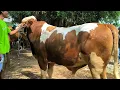 Download Lagu 19.500 !! Simental Super Gak Laku !! Sepi Pembeli Bakule Pusing !! Pasar Sapi Tuban 