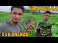 Download Lagu NEKAT PANTAU SARANG HARIMAU_NIATNYA MOTONG RUMPUT MALAH NEMU INI