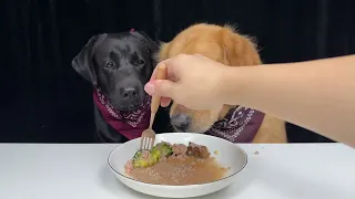 I Saw That Bite and So Did You. Labrador and Golden. Cute Pet Debut Plan