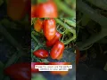 Lagu Grow the Legendary San Marzano Tomato 🍅 | Organic Heirloom Flavor!