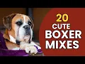 20 Unbelievably Cute Boxer Mixes