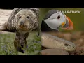 5 Hours of Legendary British Wildlife 4K Documentary