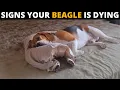 10 Critical Signs That Indicate Your Beagle Is Dying