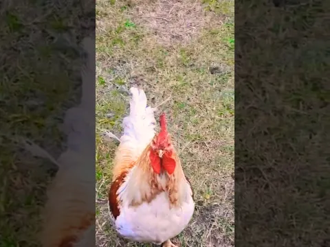 GRASIAS  SILBANA POR COMPARTIR TU GAYO VARTOLITO🐓 #feedshorts # #gallo #youtubeshorts