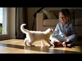 Download Lagu Lagu Anak Kucing Lucu – Animasi Edukatif \u0026 Ceria untuk Balita | Lagu Anak Indonesia Terbaru