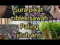 suara pikat ciblek sawah anti zonk