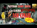 Download Lagu Masteran Cendet Suara Kenari Sambung Kuntilanak Jernih