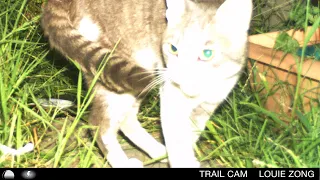trail cam (midwest emo ep)