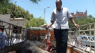 ضبط جزار ونجله قبل بيعهما جاموسة نافقة باسواق نجع حمادي 