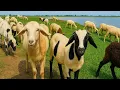 Download Lagu CACA MARICA - LAGU ANAK-ANAK KAMBING SAYA