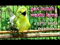 Download Lagu Edan‼️Banyak Sirtu Jadi Gacor Dan Fighter Gara Gara Pancingan Sirtu Ini