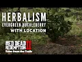 Red Dead Redemption 2 Evergreen Huckleberry Location Near Butchers Creek Herbalism