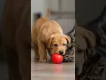 Download Lagu Playing with a Red BallSplashing in the Pond #FunnyAI #ViralMemes #FunnyVideo  #TrendingUSA #ForYou