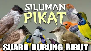 suara pikat burcil kombinasi kutilang dan burcil ribut