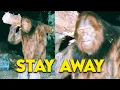Alberta Logging Boss Wanted Bigfoot Gone For Taking His Wood - Then He Learned The Truth