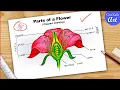 How To Draw Parts of Flower Diagram CBSE Labelled Longitudinal Section Of Flower easy