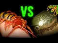 Centipede VS Millipede - WHAT is the DIFFERENCE