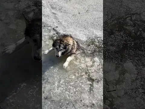 Собака ПРОВАЛИЛИСЬ ПОД ЛЕД! Часть 3.